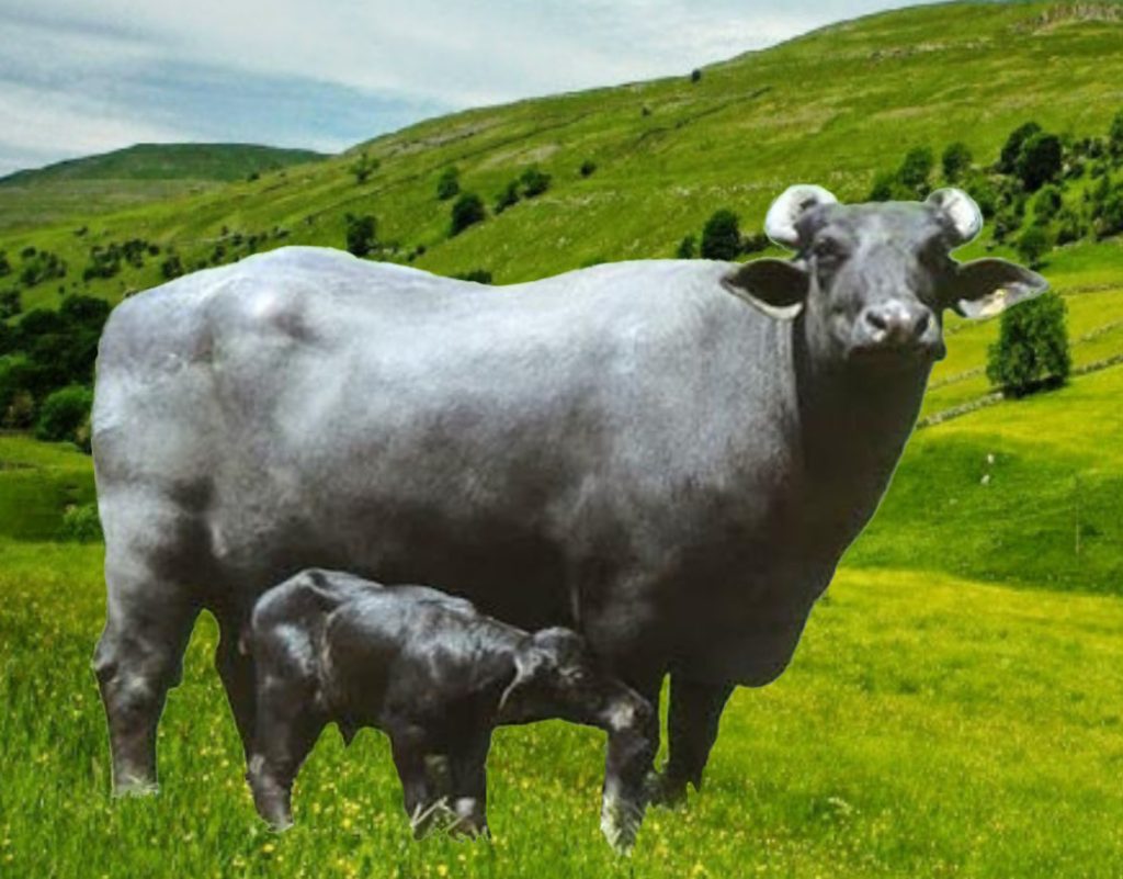 bufala murrah